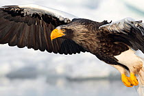 Steller's Sea Eagle (Haliaeetus pelagicus) in flight, Hokkaido, Japan.  February.