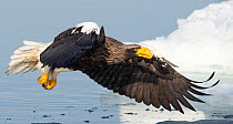 Steller's Sea Eagle (Haliaeetus pelagicus) in flight, hunting, Hokkaido, Japan.  February.