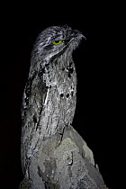 Great Potoo (Nyctibius grandis) perched on a fencepost at night, Mato Grosso, Pantanal, Brazil.  July.