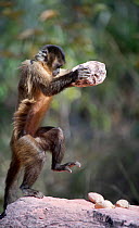 Black-striped capuchin (Sapajus libidinosus) using rocks as tools to break open palm nuts, Parnaiba Headwaters National Park, Piaui, Brazil.  July.