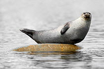 Harbour seal (Phoca vitulina)  hauled out on a rock near the shoreline, Svalbard, Norway.  July.