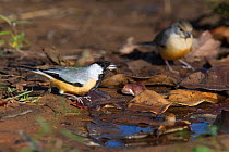 Coal-crested Finch (Charitospiza eucosma) drinking from a puddle on the forest floor, Piaui, Brazil.  August.