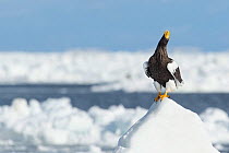 Steller's Sea Eagle (Haliaeetus pelagicus) stood on ice floe, Hokkaido, Japan.  February.