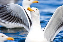 European Herring Gull (Larus argentatus) landing on the waters of a fjord,  Norway, May.