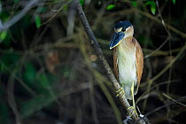Boat-billed heron (Cochlearius cochlearius) perched at the river's edge, Mato Grosso, Pantanal, Brazil.  August.