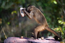 Black-striped capuchin (Sapajus libidinosus) using rocks as tools to break open palm nuts, Parnaiba Headwaters National Park, Piaui, Brazil.  July.