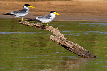 Large-billed Tern (Phaetusa simplex)  pair, perched on a tree log, Mato Grosso, Pantanal, Brazil.  August.
