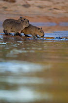 Capybara (Hydrochoerus hydrochaeris) juveniles at the water's edge, Mato Grosso, Pantanal, Brazil.  August.