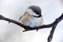Siberian Tit (Poecile cinctus) perched on twig, Finland.  February.