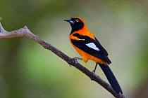 Orange-backed Troupial (Icterus croconotus) perched on a tree branch, Mato Grosso, Pantanal, Brazil.  July.