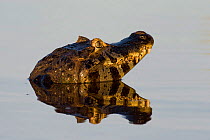 Spectacled caiman (Caiman crocodilus) reflected in water's surface, Mato Grosso, Pantanal, Brazil.  August.