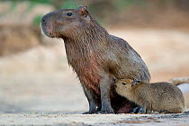 Capybara (Hydrochoerus hydrochaeris) mother suckling her baby. Mato Grosso, Pantanal, Brazil.  August.