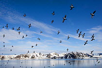 Little Auk (Alle alle) flock in flight, Svalbard, Norway.  July.