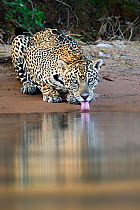 Jaguar (Panthera onca) drinking from the river's edge, Mato Grosso, Pantanal, Brazil.  August.