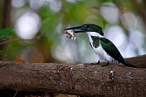 Green Kingfisher (Chloroceryle americana)  perched on a bare tree branch with fish prey, Mato Grosso, Pantanal, Brazil.  August.