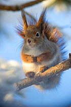 Eurasian red squirrel (Sciurus vulgaris) sitting on tree branch, Finland.  February.