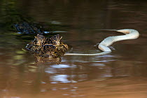 Spectacled caiman (Caiman crocodilus) feeding on snake, Mato Grosso, Pantanal, Brazil.  August.
