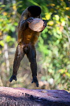 Black-striped capuchin (Sapajus libidinosus) using rock as a tool to break open palm nut, Parnaiba Headwaters National Park, Piaui, Brazil.  July.