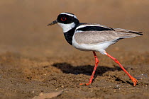 Pied Plover (Vanellus cayanus) walking on sand bank, Mato Grosso, Pantanal, Brazil.  August.
