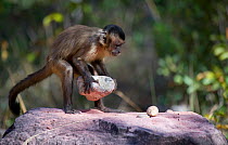 Black-striped capuchin (Sapajus libidinosus) using rock as a tool to break open palm nut, Parnaiba Headwaters National Park, Piaui, Brazil.  July.