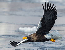 Steller's Sea Eagle (Haliaeetus pelagicus) in flight, Hokkaido, Japan.  February.