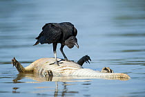 Black Vulture (Coragyps atratus) feeding on caiman carcass, Mato Grosso, Pantanal, Brazil.  August.
