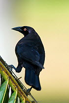 Giant Cowbird (Molothrus oryzivorus)  perched on a palm tree frond, Mato Grosso, Pantanal, Brazil.  August.