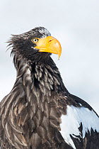 Steller's Sea Eagle (Haliaeetus pelagicus) portrait, Hokkaido, Japan.  February.
