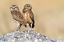 Burrowing Owl (Athene cunicularia) pair at their nesting site, Piaui, Brazil.  July.