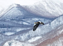Steller's Sea Eagle (Haliaeetus pelagicus)  in flight with mountain landscape, Hokkaido, Japan.  February.
