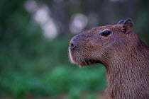 Capybara (Hydrochoerus hydrochaeris) portrait,  Mato Grosso, Pantanal, Brazil.  August.