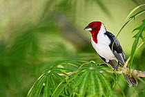 Red-cowled Cardinal (Paroaria dominicana)  perched on a tree branch, Piaui, Brazil.  August.