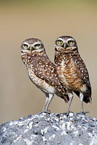 Burrowing Owl (Athene cunicularia)  pair stand at their nesting site, Piaui, Brazil.  July.