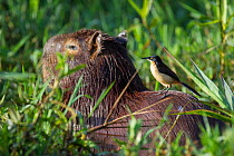 Black-capped Donacobius (Donacobius atricapilla) perched on back of Capybara (Hydrochoerus hydrochaeris)  Capybara, Mato Grosso, Pantanal, Brazil.  July.