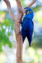 Hyacinth Macaw (Anodorhynchus hyacinthinus) grooming, perched on a tree branch, Piaui, Brazil.  July.
