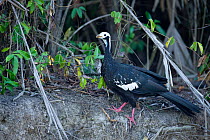 Blue-throated Piping Guan (Pipile pipile)  foraging on a river bank, Mato Grosso, Pantanal, Brazil. Critically endangered species.