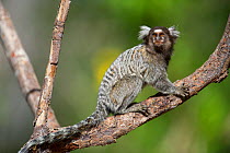 Common Marmoset (Calithrix jacchus)  Piaui, Brazil, Hanging, sitting on a palm nut branch.  July.