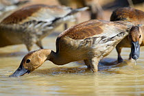Fulvous Whistling Duck (Dendrocygna bicolor) feeding in shallow waters, Mato Grosso, Pantanal, Brazil.  July.