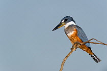 Ringed Kingfisher (Megaceryle torquata)  perched on a bare tree branch, Mato Grosso, Pantanal, Brazil.  August.