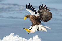 Steller's Sea Eagle (Haliaeetus pelagicus) landing, Hokkaido, Japan.  February.
