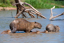 Capybara (Hydrochoerus hydrochaeris) crossing river with their young, Mato Grosso, Pantanal, Brazil.  August.