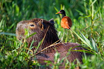 Wattled Jacana (Jacana jacana) perched on resting Capybara (Hydrochoerus hydrochaeris)  Mato Grosso, Pantanal, Brazil.  July.