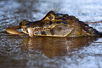 Spectacled caiman (Caiman crocodilus)  feeding, Mato Grosso, Pantanal, Brazil.  August.