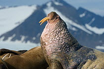 Walrus (Odobenus rosmarus) portrait, Svalbard, Norway.  July.