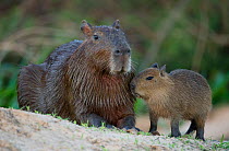 Capybara (Hydrochoerus hydrochaeris)  mother and youngster, together on a river bank, Mato Grosso, Pantanal, Brazil.  August.