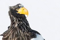 Steller's Sea Eagle (Haliaeetus pelagicus) portrait, Hokkaido, Japan.  February.