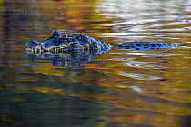 Spectacled caiman (Caiman crocodilus) at water surface, Mato Grosso, Pantanal, Brazil.  August.