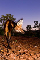 Maned wolf (Chrysocyon brachyurus)  Foraging/hunting at dusk, Mato Grosso, Pantanal, Brazil.  July.