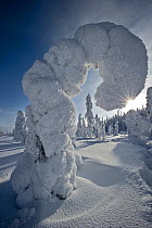 Conifer tree bending over under weight of snow, Kuusamo, Finland.  February 2011.