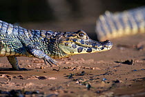 Spectacled caiman (Caiman crocodilus) walking on river bank, Mato Grosso, Pantanal, Brazil.  July.